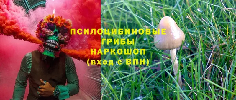 Галлюциногенные грибы MAGIC MUSHROOMS  MEGA вход  Куровское  купить  